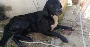 Herojsko spašavanje u Banjaluci: Vatrogasci iz bunara izvukli psa