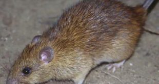 Leptospiroza u Sarajevu: Opasna bolest koju prenose glodari, Više od 10 osoba hospitalizirano na KCUS-u