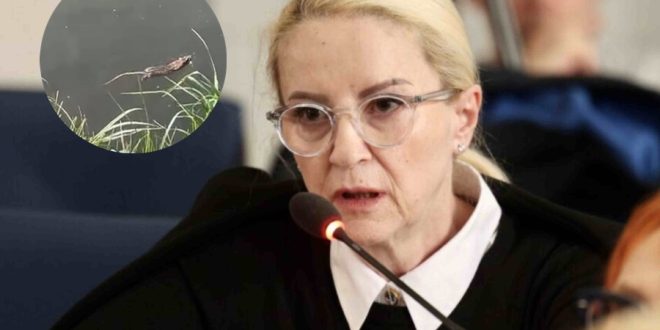 Sebija Izetbegović UPOZORAVA: Sarajevo u OPASNOSTI, Novi virus na pomolu zbog najezde pacova!?