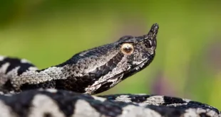 Ženu ugrizla zmija u Sanskom Mostu, jedva preživjela