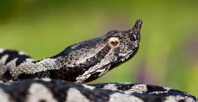 Ženu ugrizla zmija u Sanskom Mostu, jedva preživjela