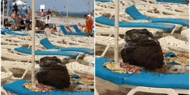 Horor na plaži: Porodica se vratila s kupanja, a torbu s ručkom prekrile stotine pčela