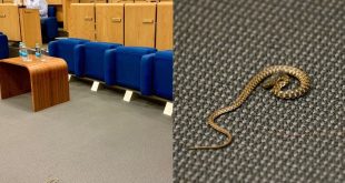 Nevjerovatna scena u Parlamentu FBiH: Zmija se pojavila pred početak sjednice!