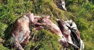 Skandal nakon Kurban-bajrama: Donirani kurbani završili na otpadu, vjernici prevareni!