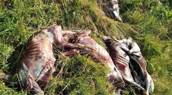 Skandal nakon Kurban-bajrama: Donirani kurbani završili na otpadu, vjernici prevareni!