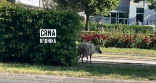 Sarajevska ovca pobjegla pred Kurban-bajram, snimljena kako odmara na Otoci