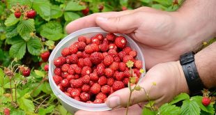 Šumske jagode na pijacama u BiH dostižu cijenu od 50 KM po kilogramu