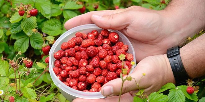 Šumske jagode na pijacama u BiH dostižu cijenu od 50 KM po kilogramu