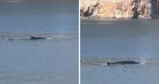 (VIDEO) Kit snimljen u blizini Cavtata: Turisti svjedočili spektakularnom prizoru u Jadranu