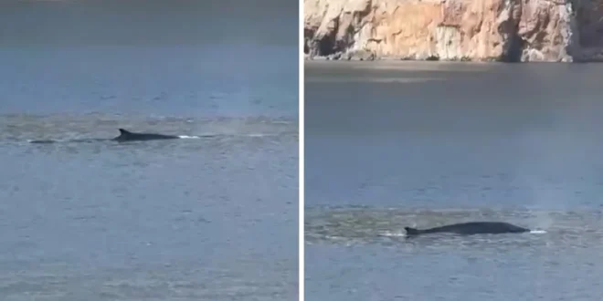 (VIDEO) Kit snimljen u blizini Cavtata: Turisti svjedočili spektakularnom prizoru u Jadranu