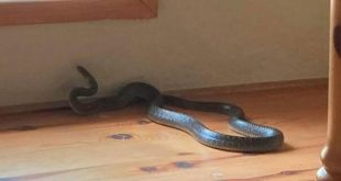 Ako osjetite ovaj miris u kući, možda imate zmiju otrovnicu!