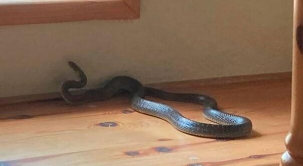 Ako osjetite ovaj miris u kući, možda imate zmiju otrovnicu!