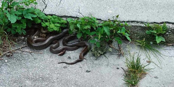 Strah u Sarajevu: Leglo zmija ispred zgrade na Koševskom Brdu, građani ogorčeni zbog nemara