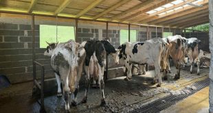 Bruceloza potvrđena na farmi u Vogošći: Zaraženo 13 krava, proglašeno stanje prirodne nesreće