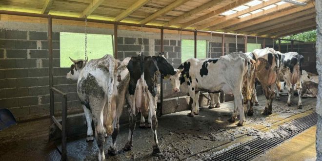 Bruceloza potvrđena na farmi u Vogošći: Zaraženo 13 krava, proglašeno stanje prirodne nesreće