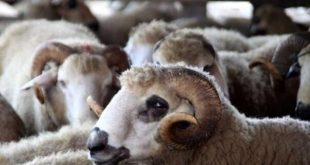 Kralj Maroka zabranio klanje kurbana: Suša i pad stočnog fonda mijenjaju bajramske običaje