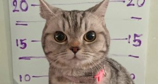 Mačka uhapšena u Bangkoku zbog napada na policajce