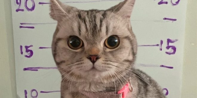 Mačka uhapšena u Bangkoku zbog napada na policajce