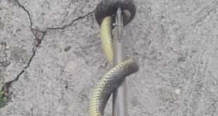 Ako sumnjate na zmiju u kući, ovo je prvo mjesto koje trebate provjeriti