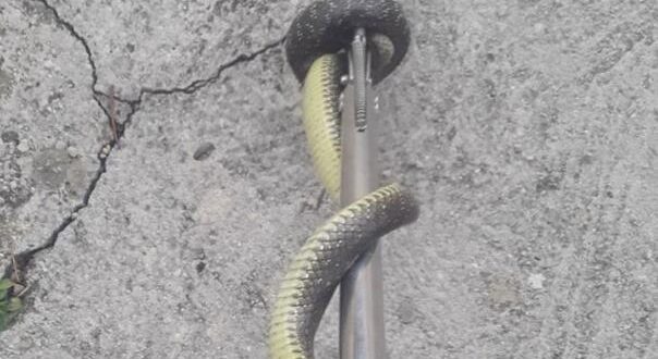 Ako sumnjate na zmiju u kući, ovo je prvo mjesto koje trebate provjeriti