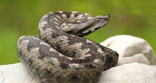 Poskok ugrizao staricu: Preminula na putu do bolnice