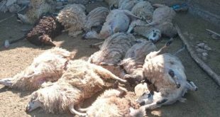 Prijavljeno uginuće 17 ovaca na porodičnom imanju kod Mostara – uviđaj u toku