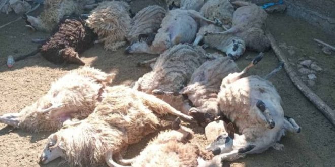 Prijavljeno uginuće 17 ovaca na porodičnom imanju kod Mostara – uviđaj u toku