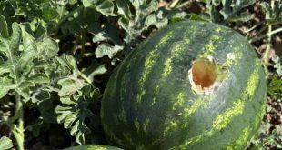 Poljoprivrednik u šoku: Hiljade vrana uništile dva hektara lubenica